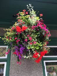 Fuchsia Lantana And Ipomoea In A Hanging Basket Partial Sun To Shade Vancouver Bc Hanging Plants Hanging Baskets Garden Inspiration