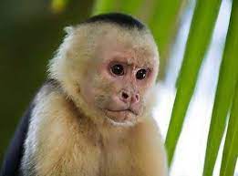 Facts About Monkey In Hindi Monkey Breeds Primates Capuchin Monkey