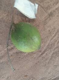 Image result for Rothmannia urcelliformis