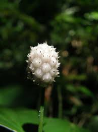 Image result for Piper capense