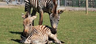 Сухой корм royal canin french bulldog 30 для щенков. Baby Zebra Dies After Being Startled By Firework Explosions At Bristol Zoo Evening Standard