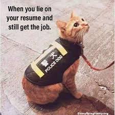 Funny Caption Funny Cat Picture When You Lie On Your Resume And Still Get The Job Cat Wearing Police Dog Funny Animal Memes Cute Funny Animals Funny Cat Memes