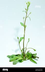 Image result for Arabidopsis thaliana