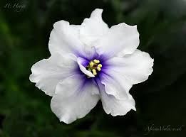 Maybe you would like to learn more about one of these? Violetas African Violets Best Indoor Plants Flowers