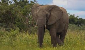 The african bush elephant is the largest of all living creatures on land today, with some individuals growing to weigh more than 6 tonnes. Statement Of The Iucn Ssc African Elephant Specialist Group On Elephant Deaths In Botswana Iucn