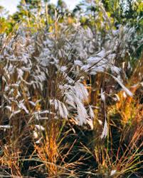 Image result for Andropogon eucomus