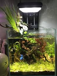 Orcinusalba Betta Fish Aquascape Aquascape Betta Fish Betta Fish Tank