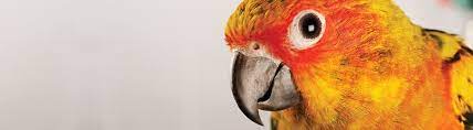 Home about us pet selection pet supplies aquarium systems store events blog contact us. How To Choose The Best Pet Bird For You Petco