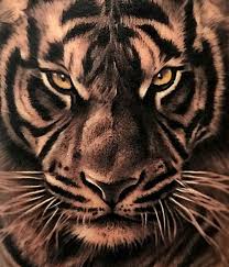 T Tattoo Tatuaje Ink Love Animal Animals Tiger Boy Man Malaga Spain Espana Tiger Tattoo Design Tiger Tattoo Sleeve Tiger Tattoo