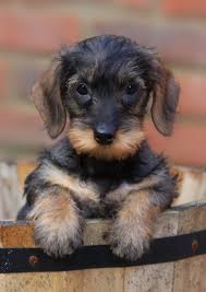 The wire haired dachshund can be very independent and needs kind, consistent, patient training. Miniature Wire Haired Dachshund Breeders Crazypurplemama