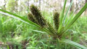 Image result for Cyperus cyperoides