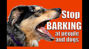 How To Teach Any Dog Not To Bark At Other Dogs And People On A Walk Youtube