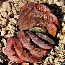 So now they get a whole slew of bonuses, one of them being resistance to slashing, piercing, and bludgeoning damage. Haworthia Cv Kegani Photo By Valentino Vallicelli During Winter Rest Highly Prized For Its Compact Growth Dark Chocolate Colour Rugo Small Succulent Plants Planting Succulents Cacti Succulents