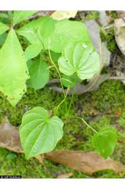 Image result for Dioscorea dregeana