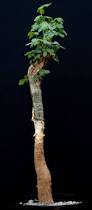 Image result for Commiphora pteleifolia