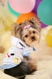 Pet Clothes Thin Bamboo Cotton Lisa Hooded Casual By Kelifastner 15 00