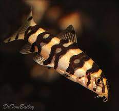 Angelica S Botia Featured Item 10 10 Angelicus Botia Loach Loaches Fish Petfish Aquarium Freshwa Aquarium Fish Tropical Fish Aquarium Freshwater Fish