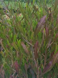 Image result for Dodonaea viscosa