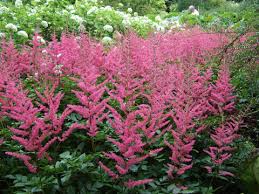 Astilbe mix ~ 100 seeds,violet,red,pink,cream and white, shade loving plant ! Astilbe Tipps Zu Pflanzung Und Pflege Mein Schoner Garten