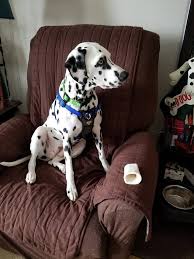 Dalmatian puppies for sale, dalmatian dogs for adoption and dalmatian dog breeders. Opal A Deaf Dalmatian Looking For A Dalmatian Adoption And Rescue Facebook