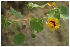 Image result for Abutilon hirtum