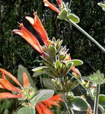 Image result for Justicia incana