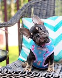 Find the perfect french bulldog puppy for sale in phoenix, arizona at next day pets. How To Buy A French Bulldog Puppy On A Low Budget