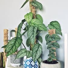 Nina On Instagram Monstera Siltepecana El Salvador And Monstera Dubia Look Amazing Together They Have The Same Beautiful Silver Plants Monstera Plant Life