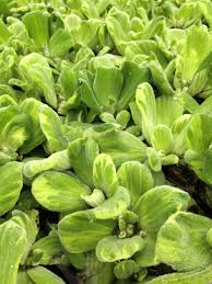 Image result for Pistia