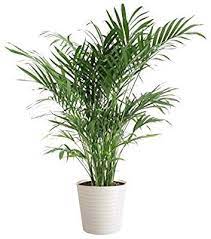 Costa farms cat palms are attractive dense clusters of trunkless plants with soft, dark, green leaves. Amazon Com Costa Farms Cat Palm Chamaedorea Cataractarum Live Indoor Palm Tree Plant Ships In 10 Inch Decor Pl Plants Live Indoor Plants Indoor Palm Trees