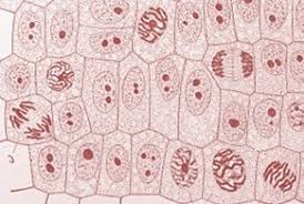 Mitosis In Onion Root Tips Theory Cell Biology Virtual Lab Ii Biotechnology And Biomedical Engineering Amrita Vishwa Vidya Cell Biology Mitosis Biology