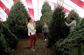 The real christmas tree shop. How To Choose The Best Christmas Tree