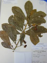 Image result for Ochna atropurpurea