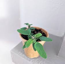 Image result for Eucalyptus citriodora