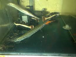 Ikan palmas merupakan jenis karnivora, yang memiliki keunikan gerakan yang anggun serta lincah dalam berenag. Jangan Main Main Dengan Ikan Aligator