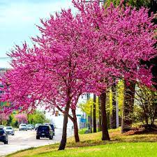Highway are usually beautiful dotted with that beautiful splash of redbud color in the midst of the grey trunks & branches. Oklahoma Redbud Trees For Sale Fastgrowingtrees Com