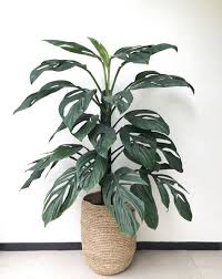 Customer ratings for monstera pinnatipartita. Pin On Flowers