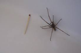 Societe L Araignee Un Insecticide Naturel Le Reveil Normand
