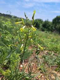 Image result for Riocreuxia torulosa