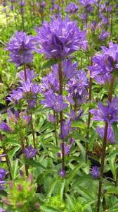 Campanula Glomerata Superba Clustered Bellflower From Hoffie Nursery Plants Flowering Shrubs Perennials