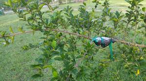 The barbados cherry tree (malpighia emarginata) originates in the west indies and central and south america. Barbados Cherry Tree Food Forest Permaculture Moneyrhythm Permaculture Diy Goats Chickens And More