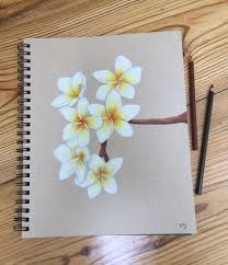 Prismacolor Colored Pencil Drawing Flower Ideas Hawaiian Flowers Plumeria Artwork Ar Colored Pencil Artwork Ideas Color Pencil Art Flower Art Drawing