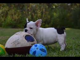 The portion of a particular state each group below serves is indicated by the symbol next to its name French Bulldog Puppies For Sale In Florida French Bulldog Puppies For Sale Tampa In Florida Youtube
