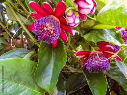 Image result for Passiflora quadrangularis