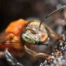 Jump to navigation jump to search. 41 Lebah Kelulut Stingless Bees Ideas Stingless Bees Bee Bee Keeping