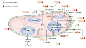Cats with pancreatic cancer rarely survive more than a few months after the time of diagnosis. The Mechanism Of Mitochondria Mediated Chemoresistance In Pancreatic Download Scientific Diagram