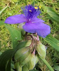 Image result for Anthericopsis sepalosa