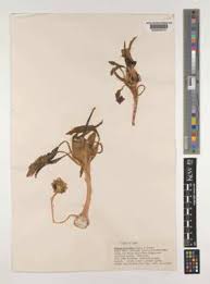 Image result for Polysphaeria harrisii