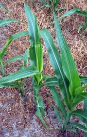 Large infestations can cause premature leaf or fruit drop. Stink Bugs In Corn Msu Extension