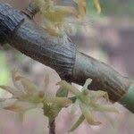 Image result for Tridactyle bicaudata